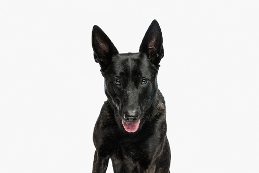beautiful dutch shepherd dog sticking out tongue and panting while sitting and looking forward in front of white background in studio