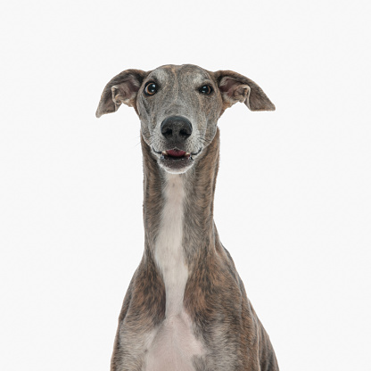 portrait of cute hunting dog with long neck looking forward and posing in front of white background