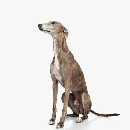 side view of cute english hound dog with thin legs looking up side and sitting in front of white background in studio