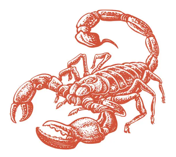 Vector illustration of Scorpion arachnid insect isolated. Animal sketch vector illustration
