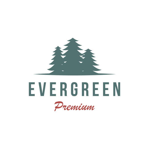 ilustrações, clipart, desenhos animados e ícones de pinheiro, evergreen e montanha vintage logo design. logomarca para aventureiro, camping, natureza, crachá e negócios. - pine tree forest summer evergreen tree