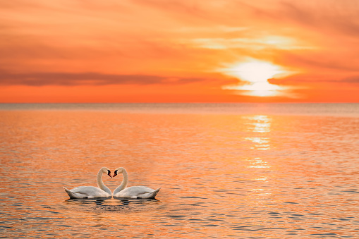 2 majestic white swans (Cygnus olor) swim in the glassy waters of the Baltic Sea in front of a stunning orange sunset. The swans are facing each other and form a heart