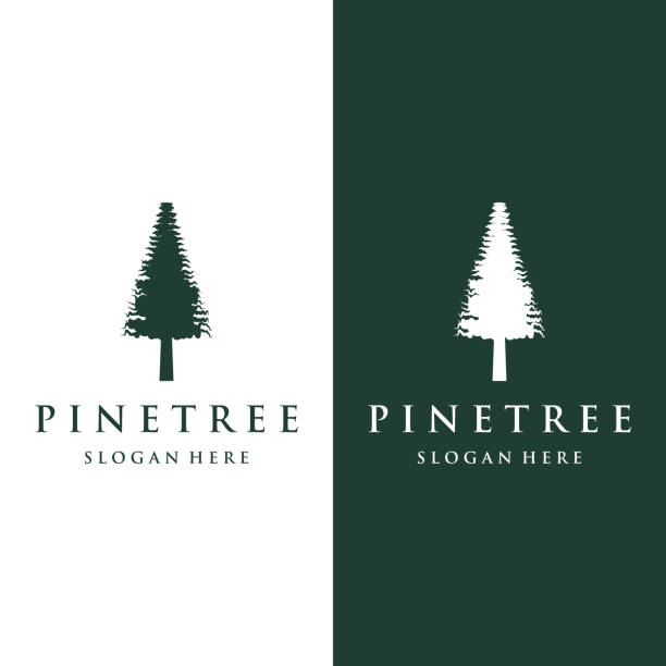 ilustrações, clipart, desenhos animados e ícones de pinheiro, evergreen e montanha vintage logo design. logomarca para aventureiro, camping, natureza, crachá e negócios. - pine tree forest summer evergreen tree