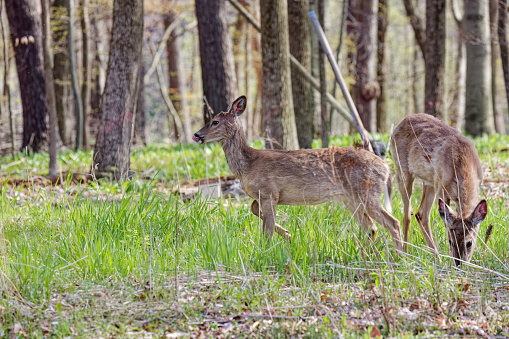White - tailed deer or Virginia deer (Odocoileus virginianus) in the forest. The deers  change their fur from winter to summer