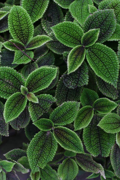 istock Flowers in Botanical Garden 1489446246