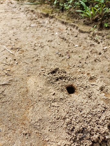 Ant nest in the sandy streets