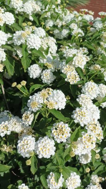 istock West Indian Lantana flowers 1489448711