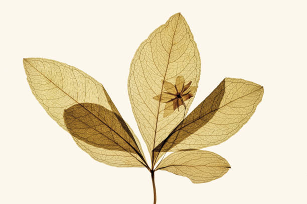 istock dried pressed petals in light brown color 1489451229