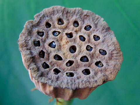 The close-up look of the small holes of lotus seedpod with its green leaf background. This seedpod is already dry and getting brown. The gray seeds are the inside of the holes.