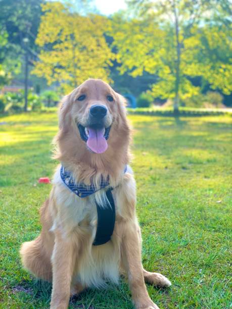 istock Puppy golden retriever in the grass 1489451661