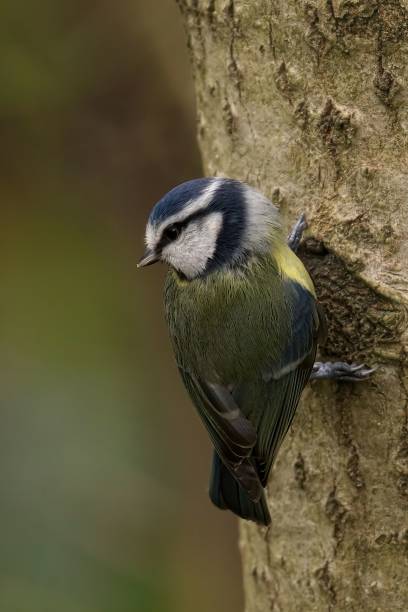 istock A vertical shot of a Blue Tit on a tree 1489452190