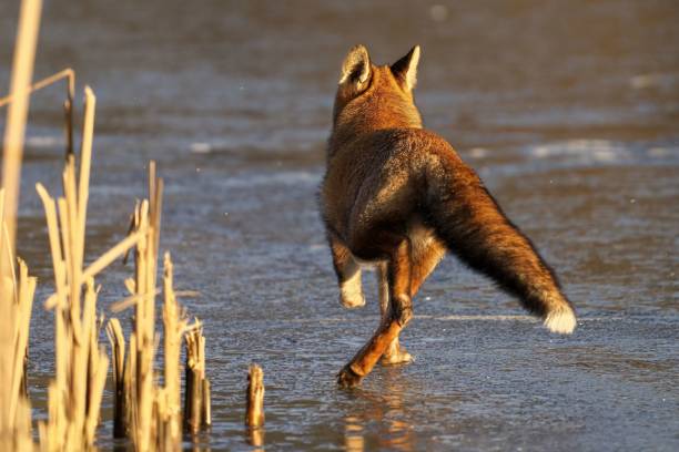 istock Red fox running on a frozen lake 1489452217