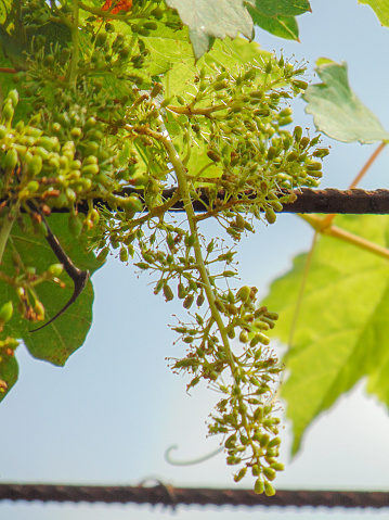 A Transfiguration grape flowers after blooming. The filaments and the anthers are getting brown and dry because the pollination almost finishes.