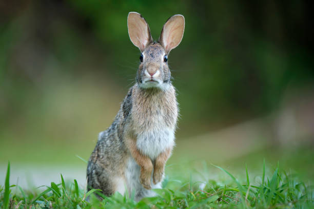 istock Grey small hare eating grass on summer field. Wild rabbit in nature 1489453046