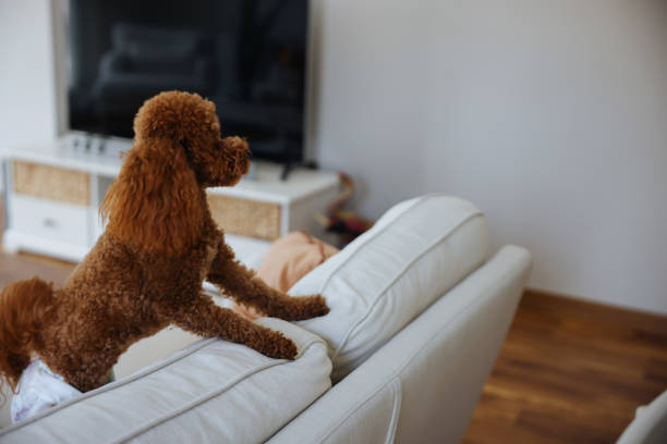 istock Miniature red poodle puppy under the bed 1489454017