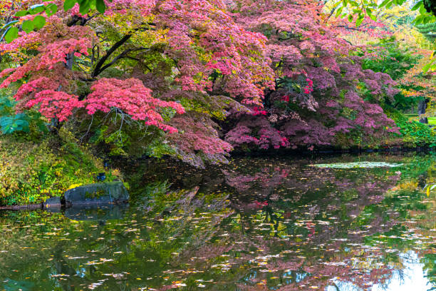 istock Park Autumn foliage scenery view in sunny day 1489454098