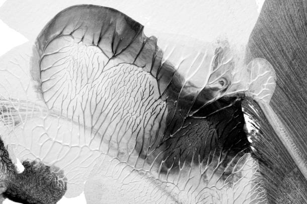 istock black white abstract acrylic painting color texture on white paper background by using rorschach inkblot method 1489454484