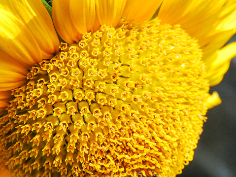 The detailed image of opened disc and ray florets of fresh sunflower that describe the stigmas, anthers, and pappus.