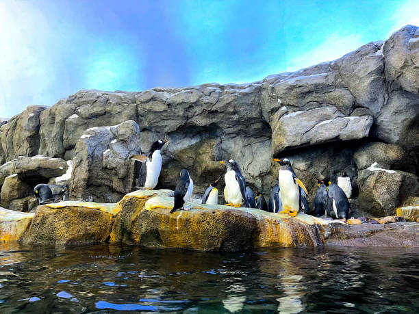 istock The Calgary Zoo in Alberta, Canada 1489455938