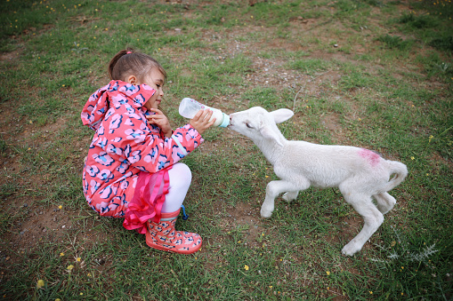 A little girl bottle feeds a baby lamb inside a barn filled with straw.