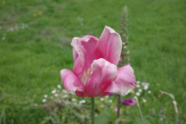 Pink flower stock photo