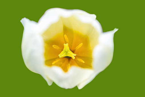 Two Irises isolated on a white background.