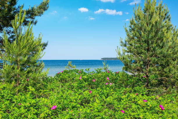 Flowering rose hip bushes on a Valkla beach along Baltic Sea. Estonia