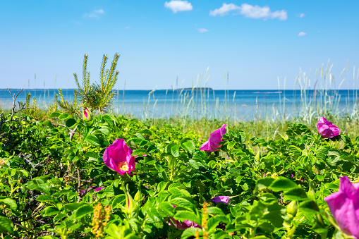 Flowering wild pink rose bushes on a Valkla beach along Baltic Sea. Estonia