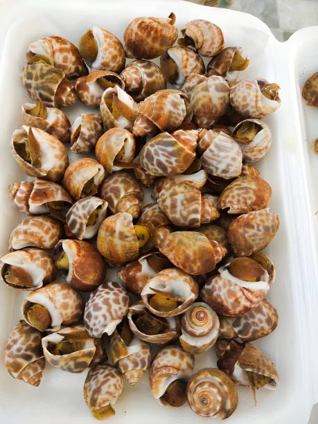 istock fresh seafood on white background, Spotted babylon 1489459805