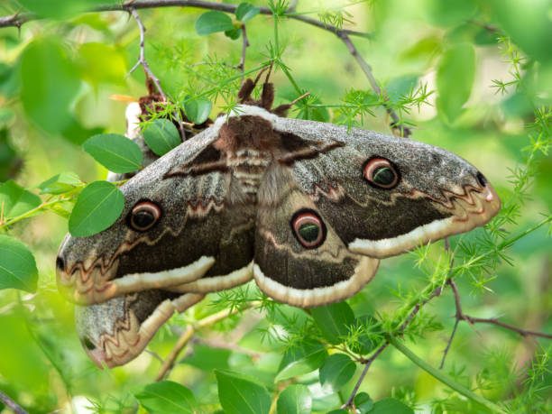 istock Giant Peacock Moth - Saturnia pyri  in Paklenica National Park 1489460766