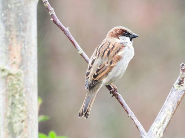 istock Closeup of a sparrow perched on a branch in the rain 1489460929