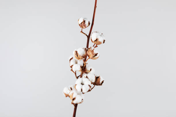 istock Cotton branch on light background. Minimal flat lay composition from delicate cotton flowers for design. 1489461565