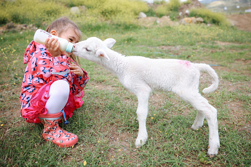 A little girl bottle feeds a baby lamb inside a barn filled with straw.