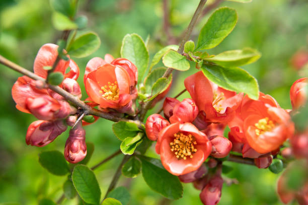 istock Chaenomeles orange flowers, spring background 1489462035
