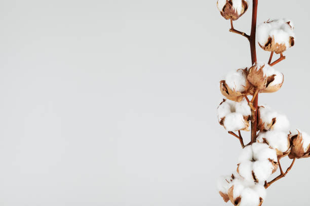 istock Single cotton branch on light background top view. Minimal flat lay composition from delicate cotton flowers for design. 1489462359