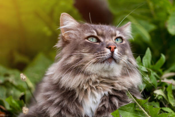 istock Portrait of striped gray cat 1489462846