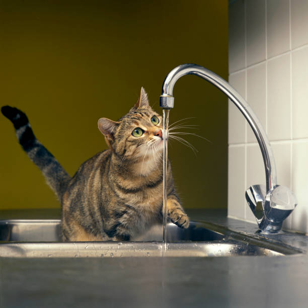 istock Tabby cat playing with the water from the tap 1489464337