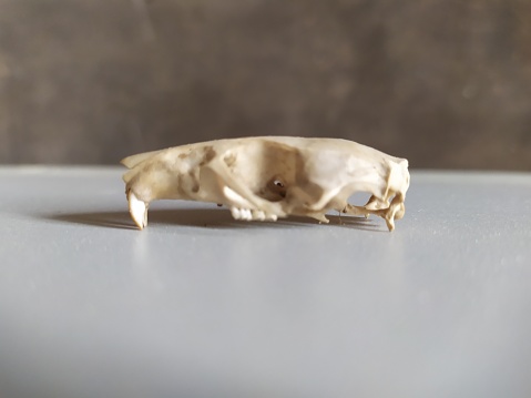 Squirrel skull seen from the side