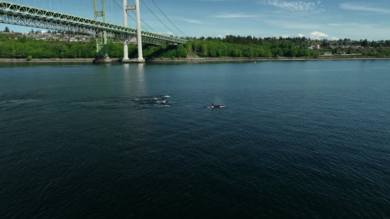 Orca whale pod in the Tacoma Narrows 051123 clip1