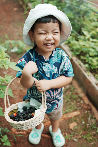 Cute Caucasian toddler girl, picking blueberries, at the family blueberry farm