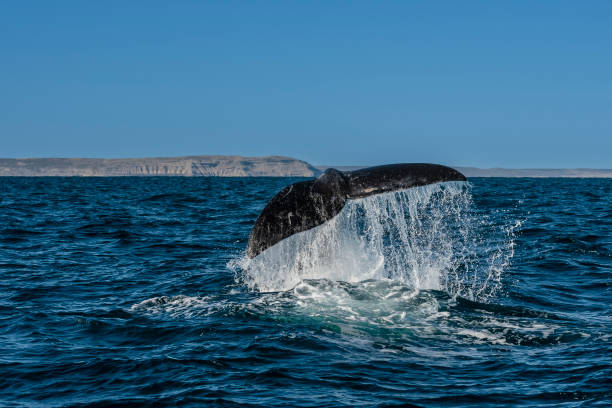 Sohutern right whale tail, endangered species, Patagonia,Argentina stock photo