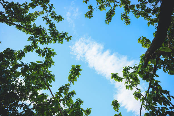Low angle view of tree with fresh green leaves against clear sky with copy space.