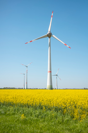 wind turbines for wind power on a rapeseed field in the spring day blue sky cloudless