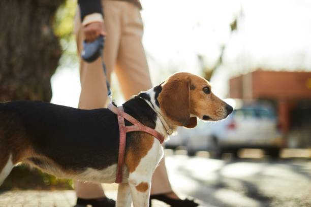 istock Following in Her Footsteps: A Dog's Perspective 1489471059