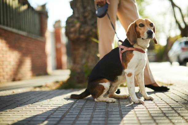 istock A dog sits patiently on the sidewalk next to its owner. 1489471060