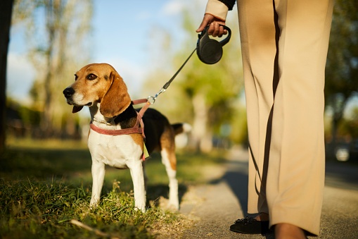 A close-up view of a dog, captures its curious gaze as it stands and surveys its surroundings. The scene includes the owner's hand holding the leash,