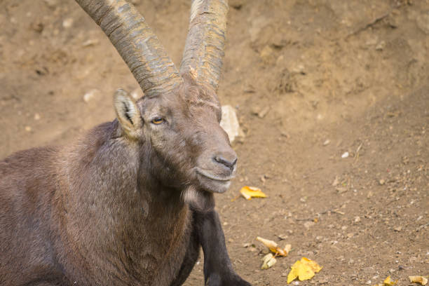 An old Alpine Ibex resting on the ground, cloudy day in an Austrian zoo