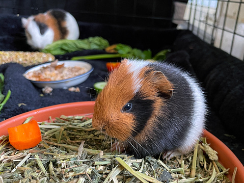 Stock photo showing close-up view of an indoor enclosure containing two, short hair American tricolour guinea pigs (Cavia porcellus) eating dried food and vegetables.