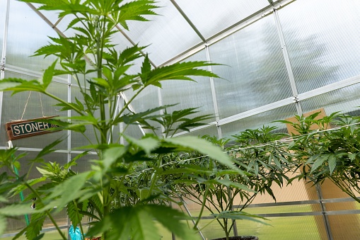 A closeup of marijuana growing in a greenhouse
