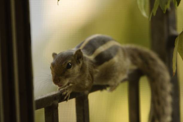 istock asiatic striped squirrel on the railing 1489474847